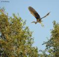 purple heron 